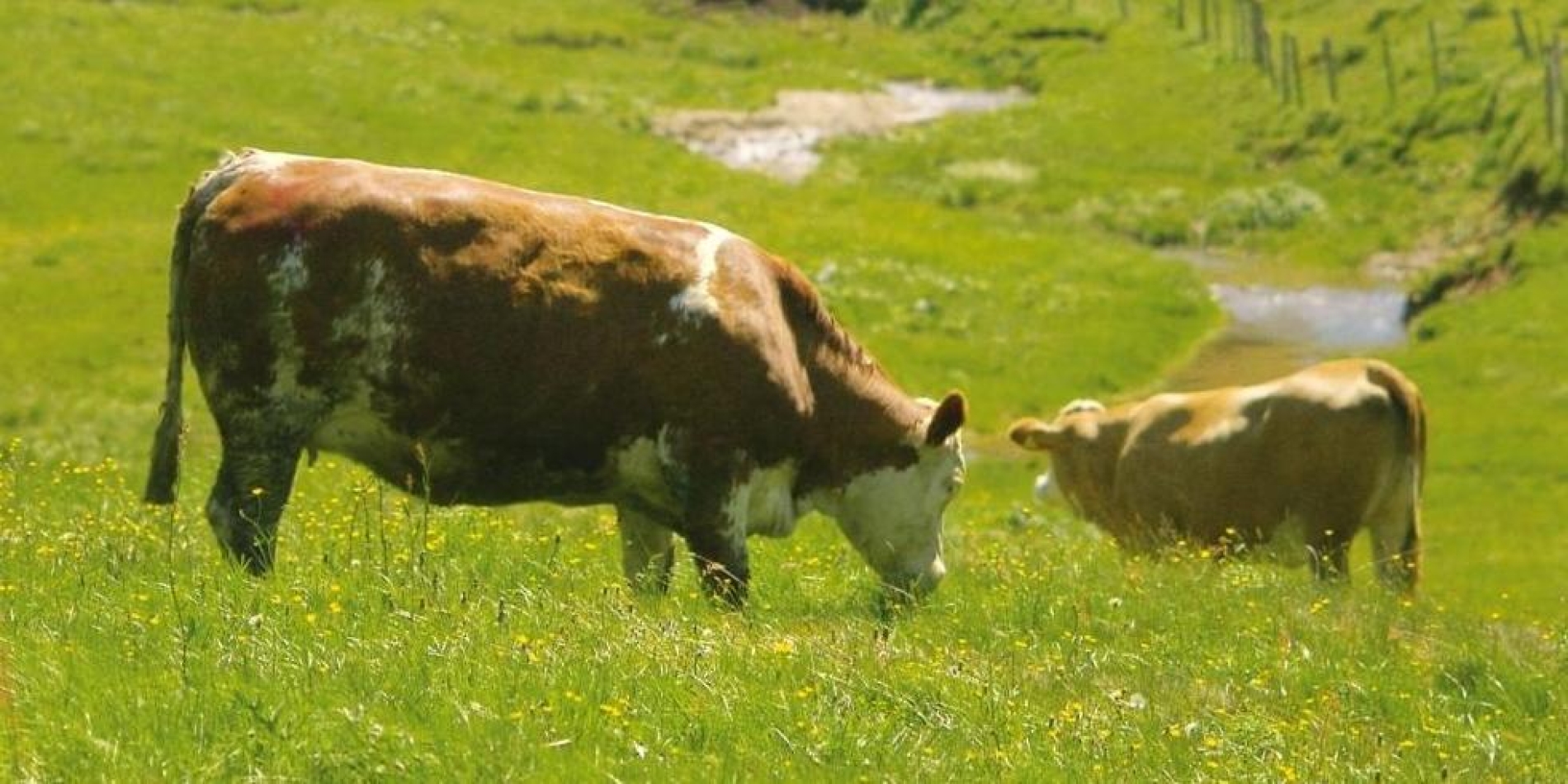 Stollenkäse produziert aus Milch von glücklichen Kühen.